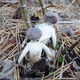 Image for article titled Human-Shaped Fungus Grows in England